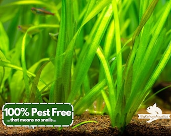 BUY2GET1FREE Jungle Val(Vallisneria Americana)  100% Pest Free | Aquarium Plant | Aquatic Plant