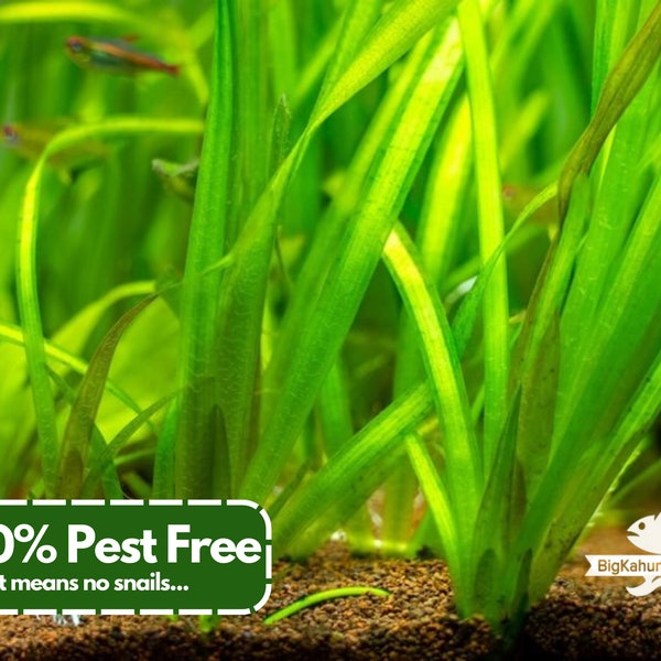 BUY2GET1FREE Jungle Val(Vallisneria Americana)  100% Pest Free | Aquarium Plant | Aquatic Plant