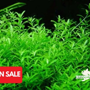 May include: A close-up of a lush green aquatic plant, commonly used in aquariums. The plant has long, thin leaves and a vibrant green color. The text "ON SALE" is visible in the lower left corner of the image.