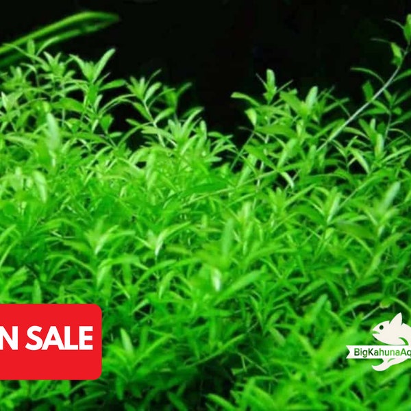 Pearl Weed 30+ | (Micranthemum micranthemoides) | 100% Pest Free Aquarium Plant