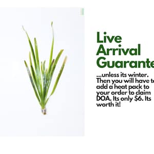 BUY2GET1FREE Jungle ValVallisneria Americana 100% Pest Free Aquarium Plant Aquatic Plant image 6