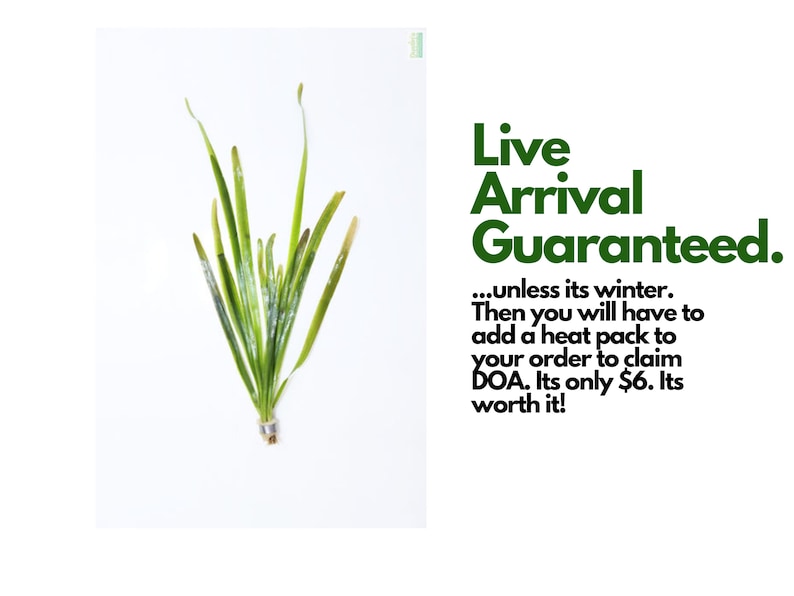 BUY2GET1FREE Jungle ValVallisneria Americana 100% Pest Free Aquarium Plant Aquatic Plant image 6