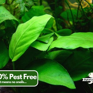 BUY 2 GET 1 FREE Anubias Barteri 'Coffeefolia'Easy Live Aquarium Pond Aquatic Plant image 3