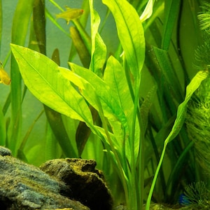 May include: A close-up of a green aquatic plant with long, narrow leaves growing in a fish tank. The plant is rooted in gravel and surrounded by rocks.