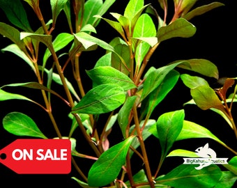 BUY2GET1FREE Ludwigia Repens-Easy Live Aquarium Pond Aquatic Plant