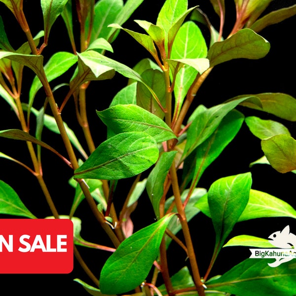 BUY2GET1FREE Ludwigia Repens-Easy Live Aquarium Pond Aquatic Plant