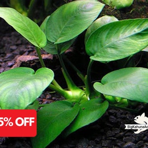 May include: A close-up of a green aquatic plant with large, heart-shaped leaves. The plant is growing in a bed of black gravel. The text "25% OFF" is visible in the lower left corner of the image.