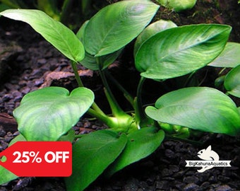 BUY 2 GET 1 FREE Anubias Barteri 'Coffeefolia'-Easy Live Aquarium Pond Aquatic Plant