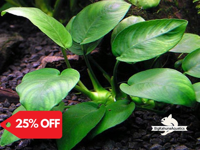 BUY 2 GET 1 FREE Anubias Barteri 'Coffeefolia'Easy Live Aquarium Pond Aquatic Plant image 1