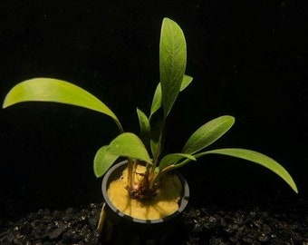 BUY 2 GET 1 FREE (Potted) Anubias Lanceolata-Easy Live Aquarium Pond Aquatic Plant