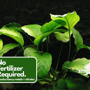 BUY 2 GET 1 FREE Anubias Barteri 'Coffeefolia'Easy Live Aquarium Pond Aquatic Plant image 4