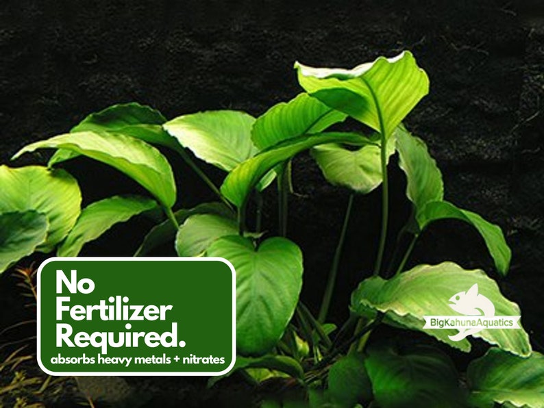 BUY 2 GET 1 FREE Anubias Barteri 'Coffeefolia'Easy Live Aquarium Pond Aquatic Plant image 4