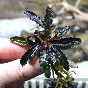 May include: Close-up of a Bucephalandra plant, a popular aquatic plant. The plant features dark green, glossy leaves with wavy edges and a reddish-brown stem. The plant is held in a person's hand, showcasing its size and detail.
