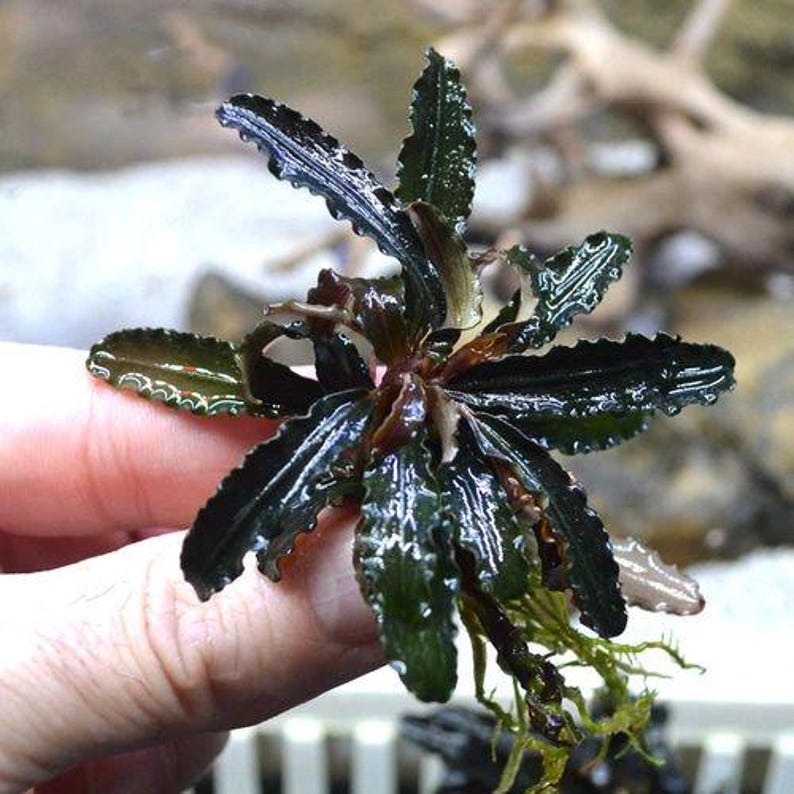 May include: Close-up of a Bucephalandra plant, a popular aquatic plant. The plant features dark green, glossy leaves with wavy edges and a reddish-brown stem. The plant is held in a person's hand, showcasing its size and detail.