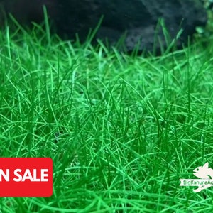 BUY2GET1FREE Dwarf Hair Grass Eleocharis Parvula Live Aquarium Plants