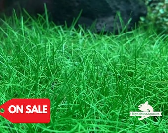 BUY2GET1FREE Dwarf Hair Grass Eleocharis Parvula Live Aquarium Plants