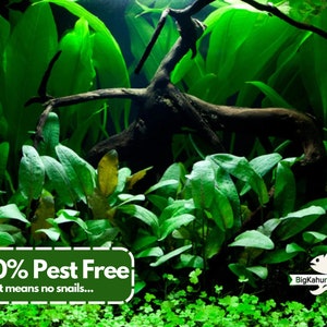 May include: A close-up of a lush green aquarium tank with a large piece of driftwood and various aquatic plants. The text "100% Pest Free...that means no snails..." is displayed in a green box at the bottom of the image. The text "BigKahunaAquatics" is displayed in white text on a black background at the bottom right corner of the image.