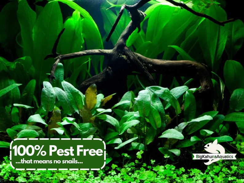 May include: A close-up of a lush green aquarium tank with a large piece of driftwood and various aquatic plants. The text "100% Pest Free...that means no snails..." is displayed in a green box at the bottom of the image. The text "BigKahunaAquatics" is displayed in white text on a black background at the bottom right corner of the image.