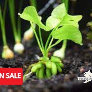 May include: A vibrant green aquatic plant with broad, heart-shaped leaves. The plant is rooted in dark substrate, with other plants in the background. A red "ON SALE" tag is in the lower left corner.