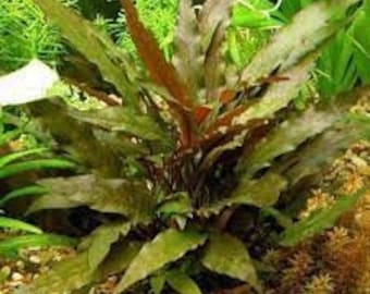 May include: A cluster of dark green and reddish-brown aquatic plants with long, narrow leaves. The plants are growing in a shallow water tank with gravel at the bottom.