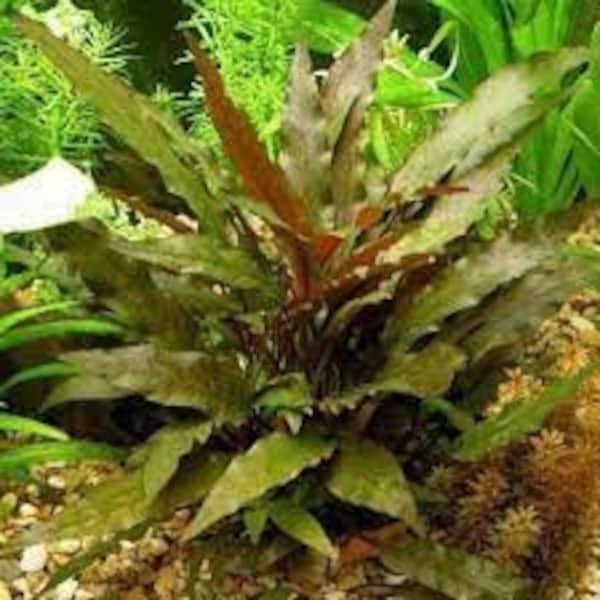 BUY2GET1FREE Cryptocoryne Wendtii Red Crypt Wendtii Red Easy Live Aquarium Plants Betta Fish Plants