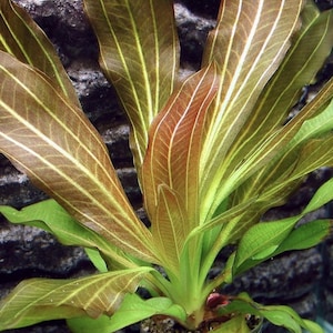 May include: Close-up of a vibrant aquatic plant with long, slender leaves. The leaves transition from green to reddish-brown, with prominent white and yellow veins. The plant's base is a bright green, set against a dark, textured background.