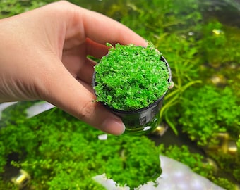 BUY2GET1FREE Dwarf Baby Tears Pot live Aquarium Pond Plants