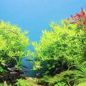 Mystery Aquarium Plant Bunch – 1 Live Freshwater Plant | Beginner Friendly, Low Tech, Great for Betta or Shrimp Tanks