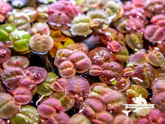 BUY 2 GET 1 FREE  Red Root Floater (Phyllanthus Fluitans) Large Portion-Easy Live Aquarium Pond Aquatic Plant