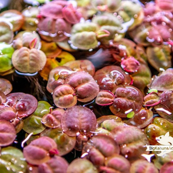 BUY 2 GET 1 FREE  Red Root Floater (Phyllanthus Fluitans) Large Portion-Easy Live Aquarium Pond Aquatic Plant