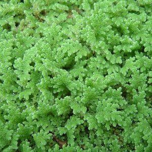 BUY 2 GET 1 FREE Azolla Filiculoides Fairy Moss Mosquito Ferns Live Aquarium Floating Plant