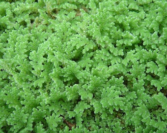 BUY 2 GET 1 FREE Azolla Filiculoides Fairy Moss Mosquito Ferns Live Aquarium Floating Plant