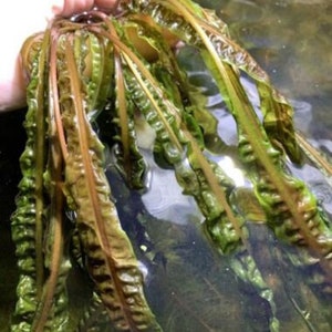 BUY 2 GET 1 FREE Crypt Balansae Cryptocoryne Balansae Live Aquarium Plants Aquatic Plants