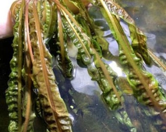 BUY 2 GET 1 FREE Crypt Balansae Cryptocoryne Balansae Live Aquarium Plants Aquatic Plants