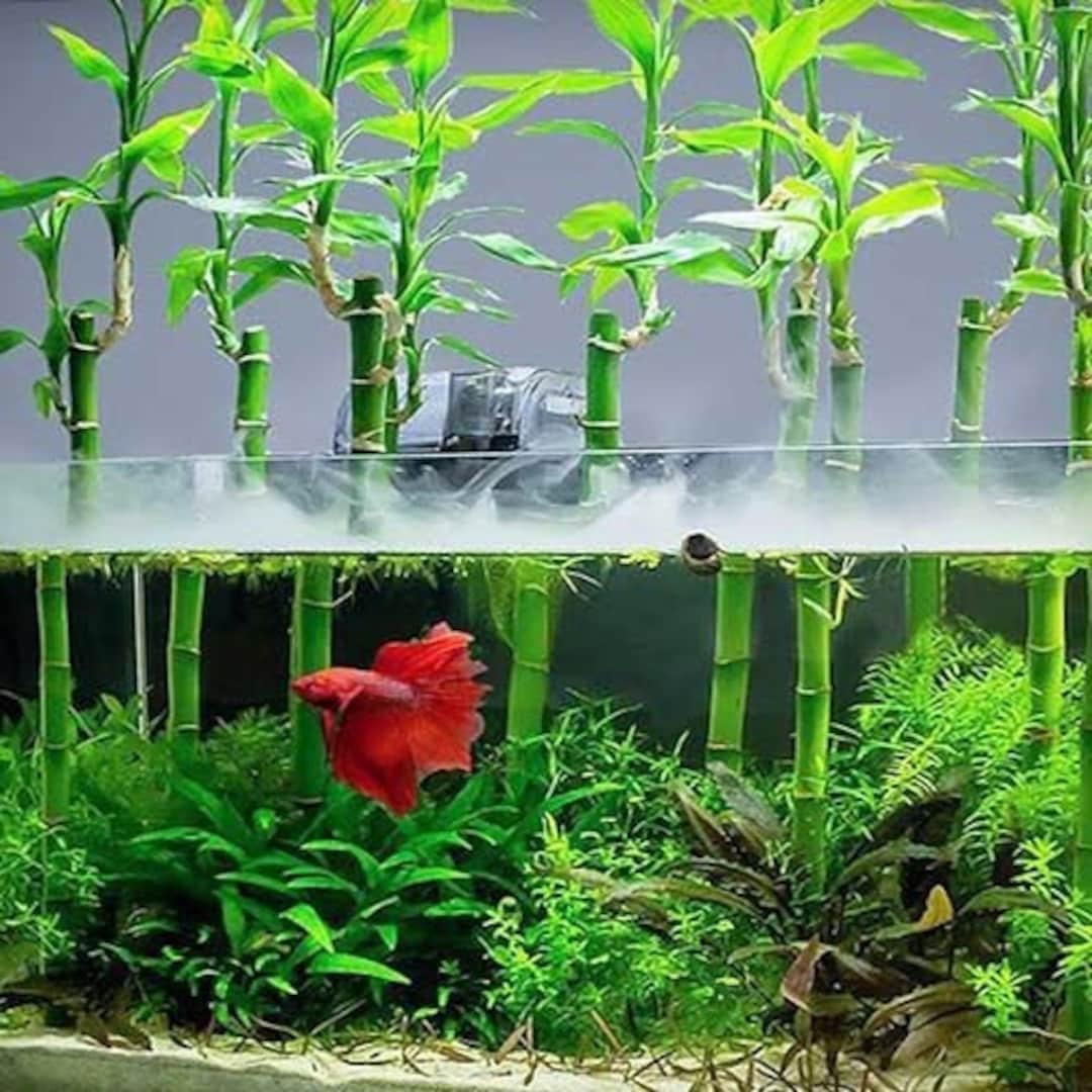 6 Inch Lucky Bamboo (dracaena Sanderiana)-live Aquatic Marginal Starter  Plant for Water Gardens, Ponds and Aquascapes - Etsy