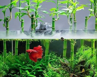 6 Inch Lucky Bamboo (Dracaena sanderiana)-Live Aquatic Marginal Starter  Plant for Water Gardens, Ponds and Aquascapes