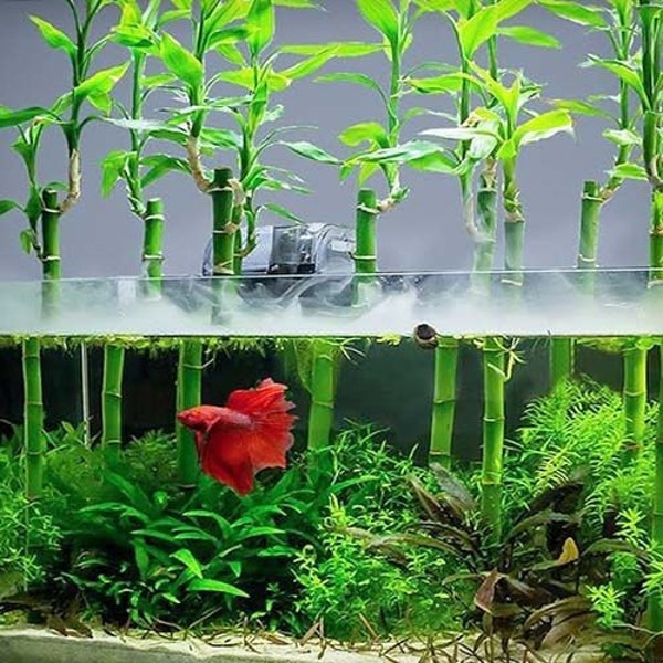 6 Inch Lucky Bamboo (Dracaena sanderiana)-Live Aquatic Marginal Starter Plant for Water Gardens, Ponds and Aquascapes