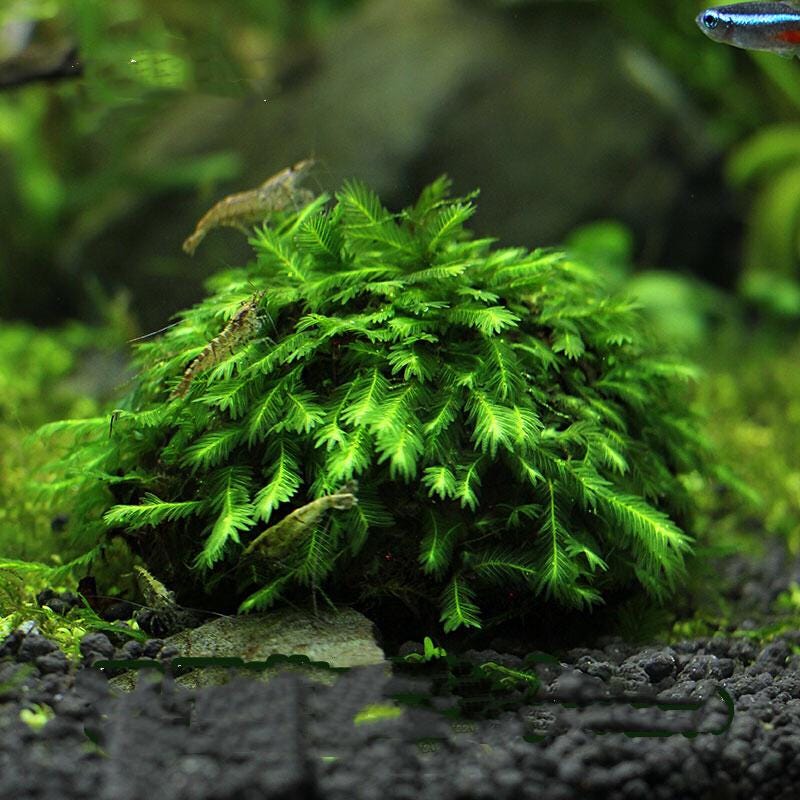 Fissidens Nobilis (phoenix Moss) Live Aquarium Plant Easy Aquarium