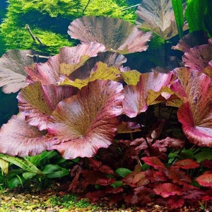 Buy2Get1Free Red Tiger Lotus 1 Plant (Nymphaea zenkeri) -  Live Aquarium Pond Red Plant