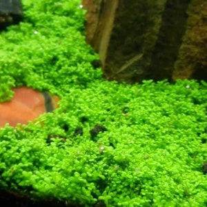 May include: A close-up of a lush green carpet of aquatic moss, commonly used in aquariums and terrariums. The moss is growing on a rock and appears to be thriving in a humid environment.