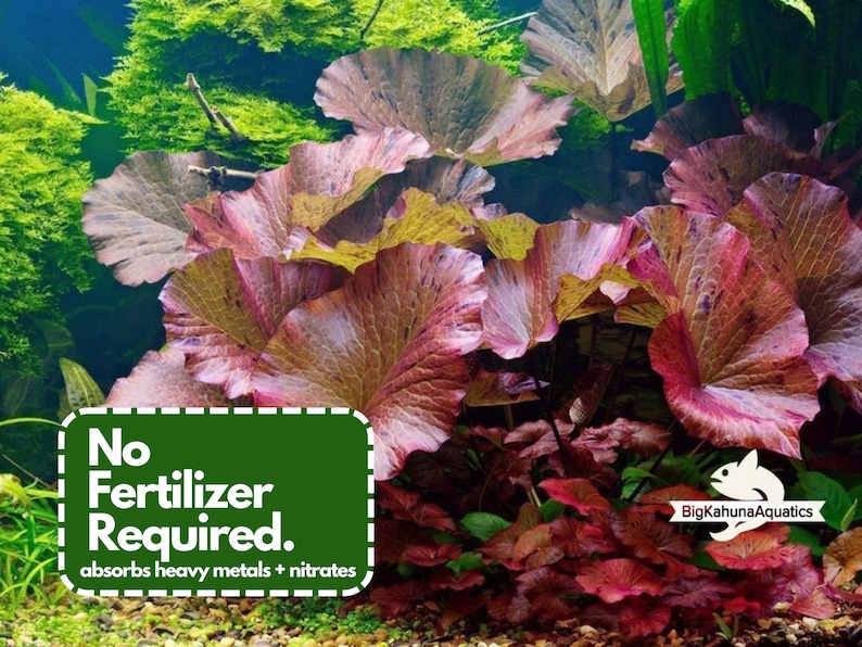 Buy 2 Get 1 Free Red Tiger Lotus 1 BULB Nymphaea zenkeri Live Aquarium Red Plant image 2