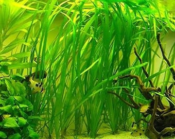 BUY2GET1FREE Italian Valisneria - x6 Vallisneria spiralis Live Green Aquarium Pond Plant - Beginner Aquarium Plant - Val Plants for aquarium