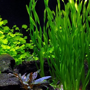 BUY 2 GET 1 FREE Corkscrew Val! (Vallisneria Contortionist)-Easy Live Aquarium Pond Aquatic Plant