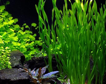 BUY 2 GET 1 FREE Corkscrew Val! (Vallisneria Contortionist)-Easy Live Aquarium Pond Aquatic Plant