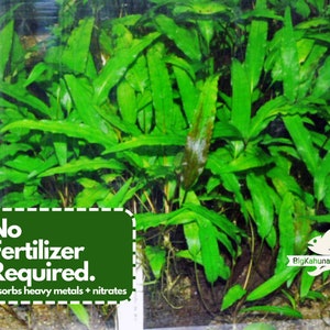 May include: A close-up of a lush green aquatic plant with long, narrow leaves. The plant is growing in a tank and is surrounded by gravel. A sign in the foreground reads "No Fertilizer Required. absorbs heavy metals + nitrates".