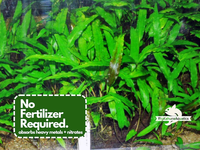 May include: A close-up of a lush green aquatic plant with long, narrow leaves. The plant is growing in a tank and is surrounded by gravel. A sign in the foreground reads "No Fertilizer Required. absorbs heavy metals + nitrates".