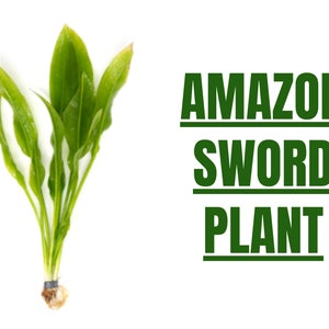 May include: A close-up of a green Amazon Sword plant with long, narrow leaves. The plant is rooted and ready to be planted in an aquarium.