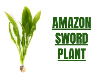 BUY2GET1 FREE Amazon Sword Plant | Large Echinodorus sp Live Aquarium Plants
