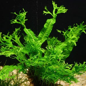 May include: A vibrant green aquatic plant with feathery, fern-like leaves. The plant is growing in a dark background, likely an aquarium.