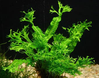 BUY2GET1FREE Java Fern Windelov/Lace (Microsorium pteropus v. “Windelov”) | Live Aquarium Plant | Easy to care for Midground Aquarium Plants